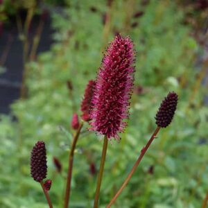 Sanguisorba menziesii ---